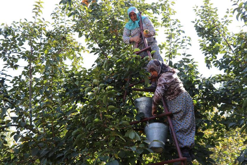 Cennet elması, üreticinin yüzünü güldürüyor