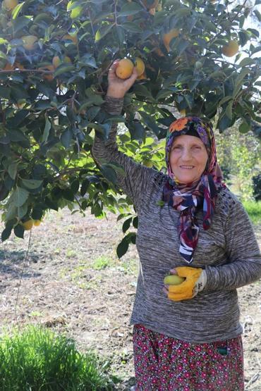 Cennet elması, üreticinin yüzünü güldürüyor