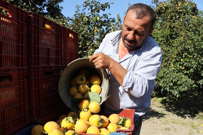 Cennet elması, üreticinin yüzünü güldürüyor