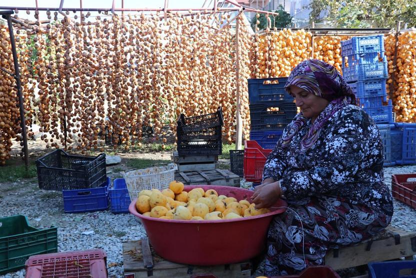 Cennet elması, üreticinin yüzünü güldürüyor