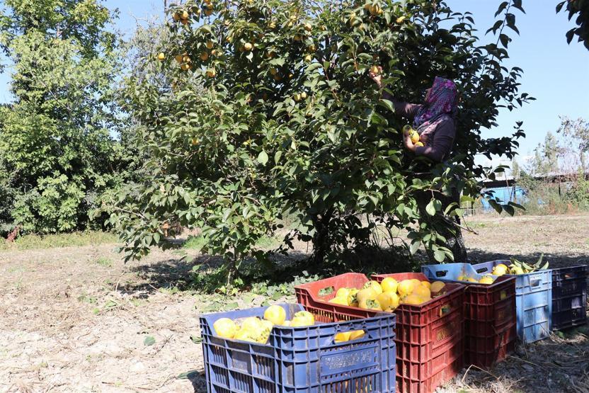 Cennet elması, üreticinin yüzünü güldürüyor