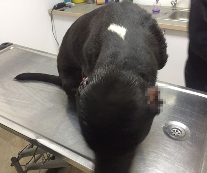 Köpeklere işkence yaptılar