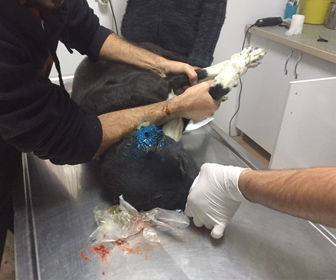 Köpeklere işkence yaptılar