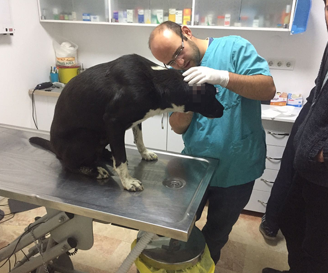 Köpeklere işkence yaptılar