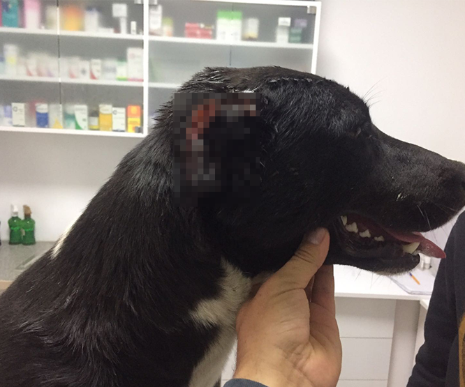 Köpeklere işkence yaptılar