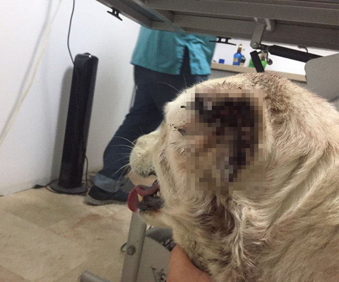 Köpeklere işkence yaptılar