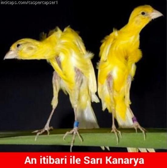 Fenerbahçe-Kayserispor capsleri