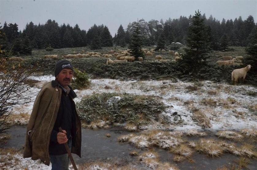 Uludağ’a kar yağınca koyunların zirve kampı erken bitti