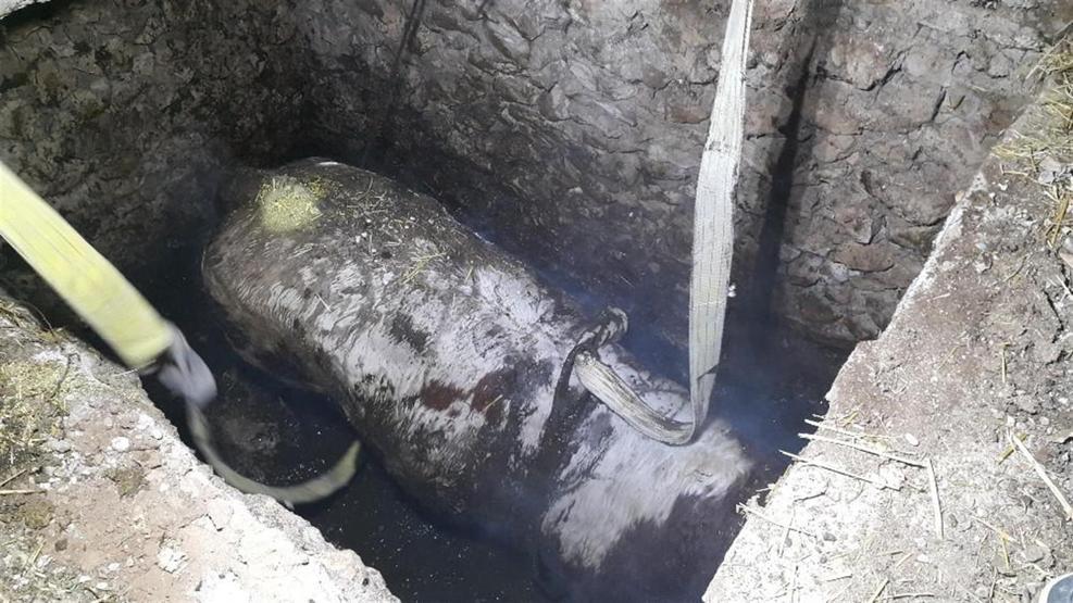 Foseptik çukurunda boğa operasyonu