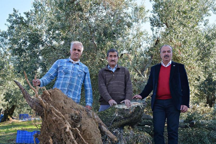 Onlarca asırlık zeytin ağacının sökülmesine üreticiden sert tepki