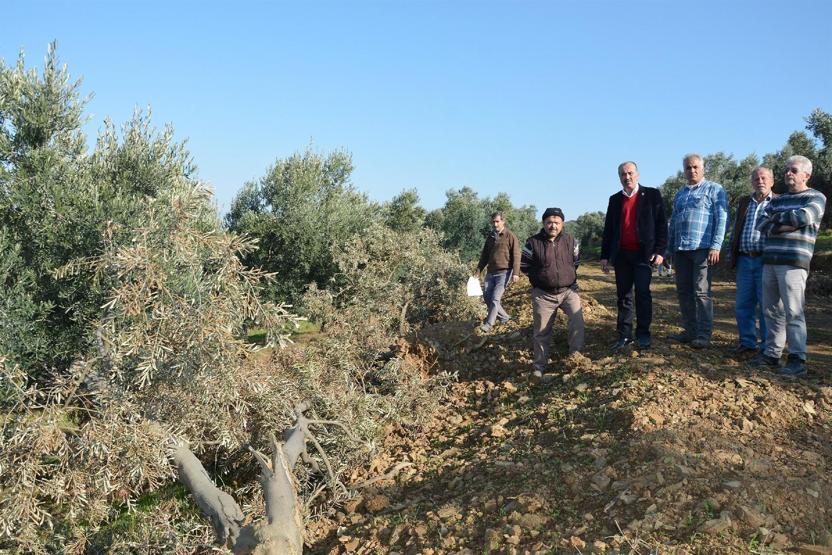 Onlarca asırlık zeytin ağacının sökülmesine üreticiden sert tepki