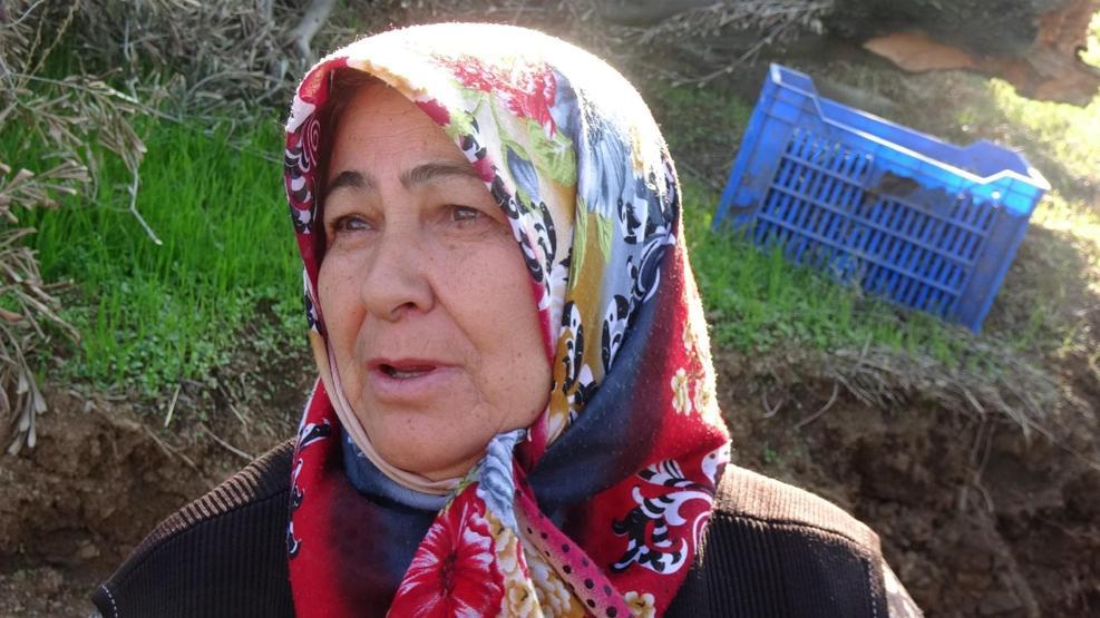 Onlarca asırlık zeytin ağacının sökülmesine üreticiden sert tepki