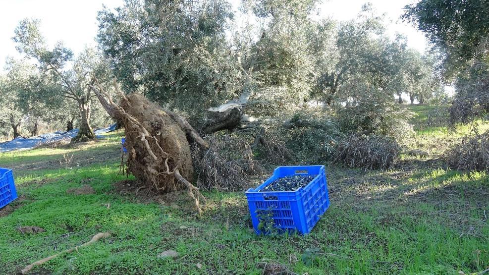 Onlarca asırlık zeytin ağacının sökülmesine üreticiden sert tepki