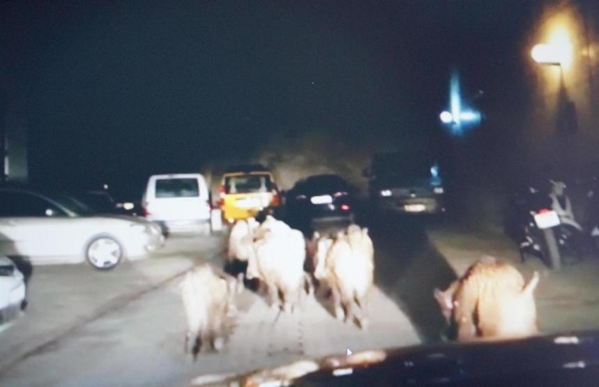 Sürü halinde Kuşadasına indiler