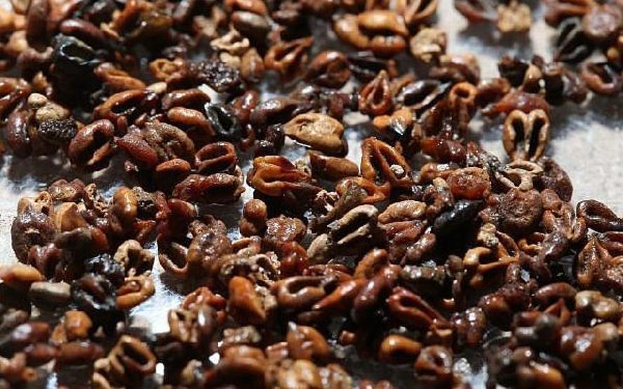 Bin yıllık yemek fosilleri bulundu