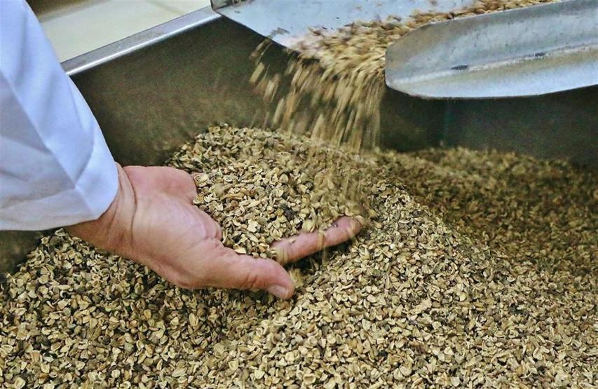 Zeytinin her gün yeni bir mucizesi keşfediliyor