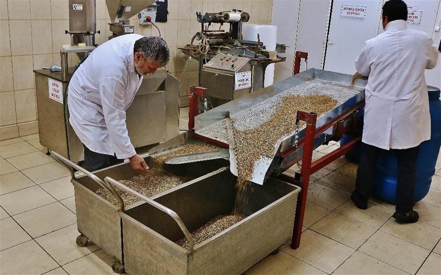 Zeytinin her gün yeni bir mucizesi keşfediliyor