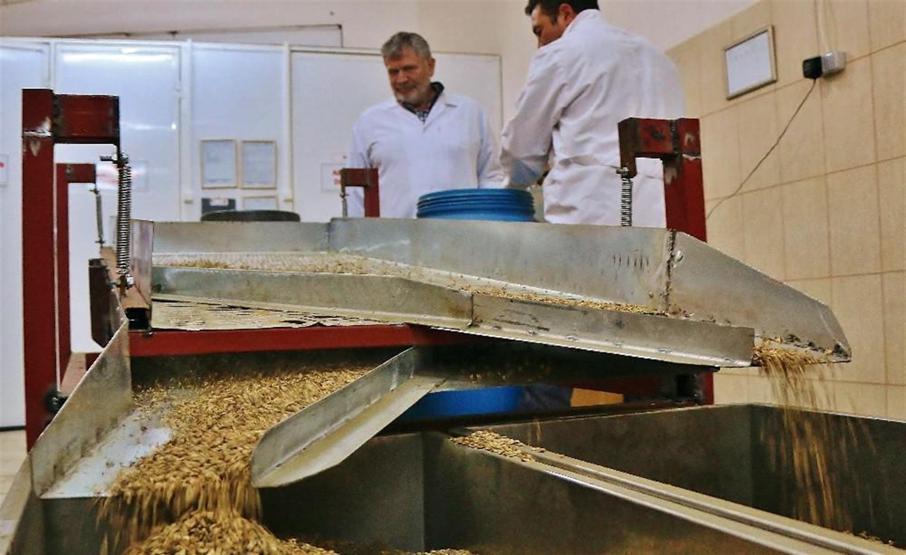 Zeytinin her gün yeni bir mucizesi keşfediliyor