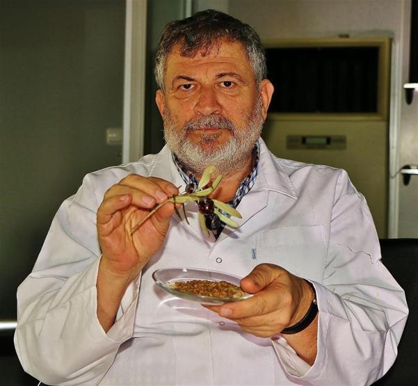 Zeytinin her gün yeni bir mucizesi keşfediliyor