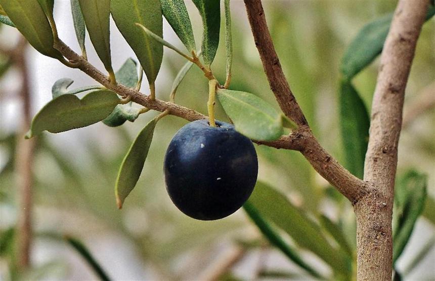 Zeytinin her gün yeni bir mucizesi keşfediliyor