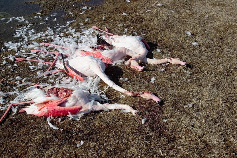 Konyadaki Akgöl Sazlığında flamingo katliamı