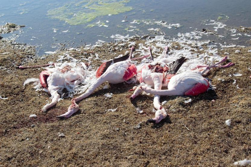 Konyadaki Akgöl Sazlığında flamingo katliamı