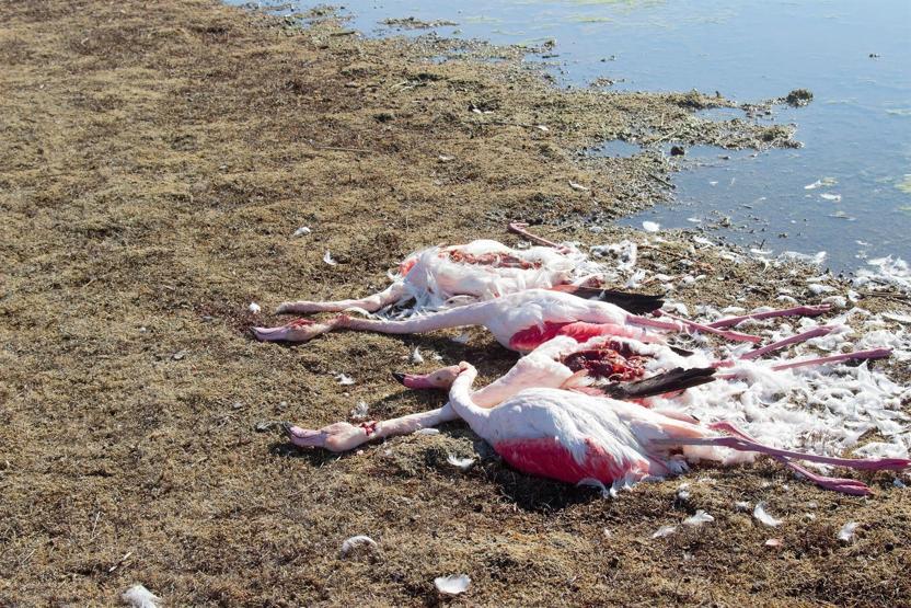 Konyadaki Akgöl Sazlığında flamingo katliamı