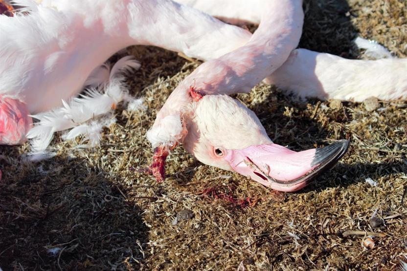 Konyadaki Akgöl Sazlığında flamingo katliamı