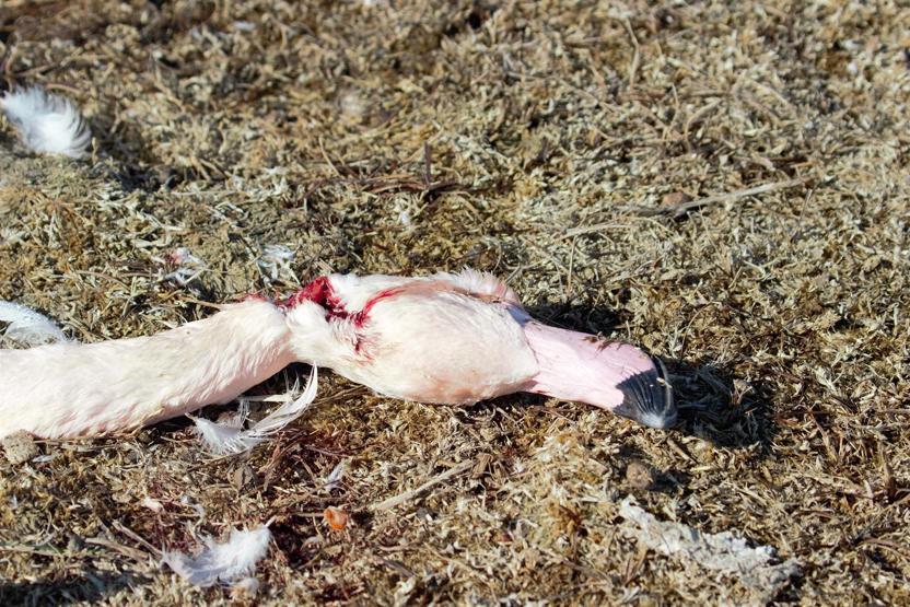 Konyadaki Akgöl Sazlığında flamingo katliamı
