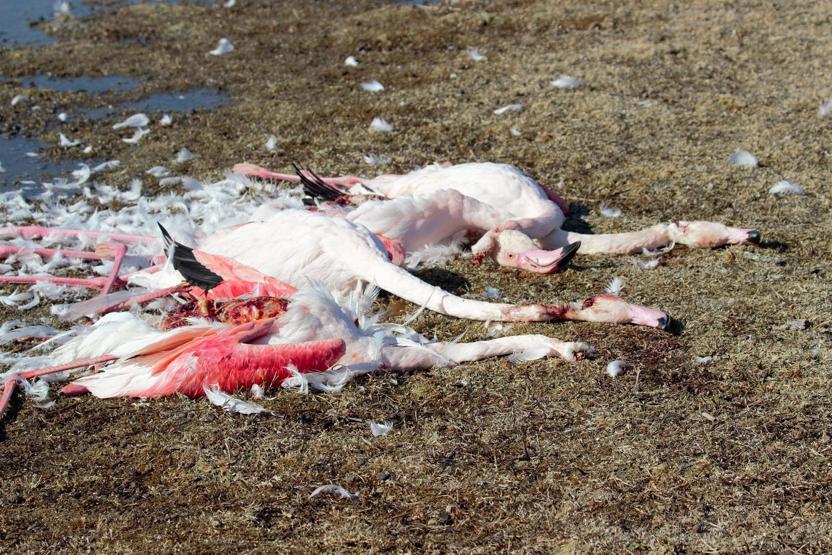 Konyadaki Akgöl Sazlığında flamingo katliamı