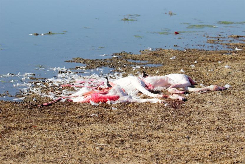 Konyadaki Akgöl Sazlığında flamingo katliamı