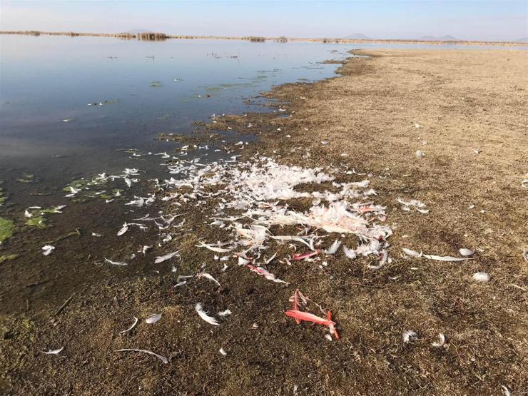 Konyadaki Akgöl Sazlığında flamingo katliamı
