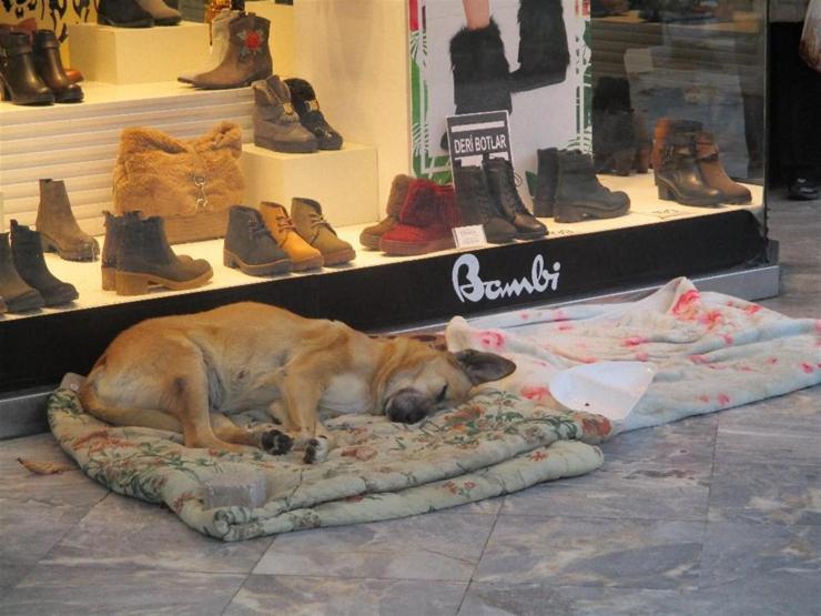 Sokak köpeği Sarıkıza böyle sahip çıktılar
