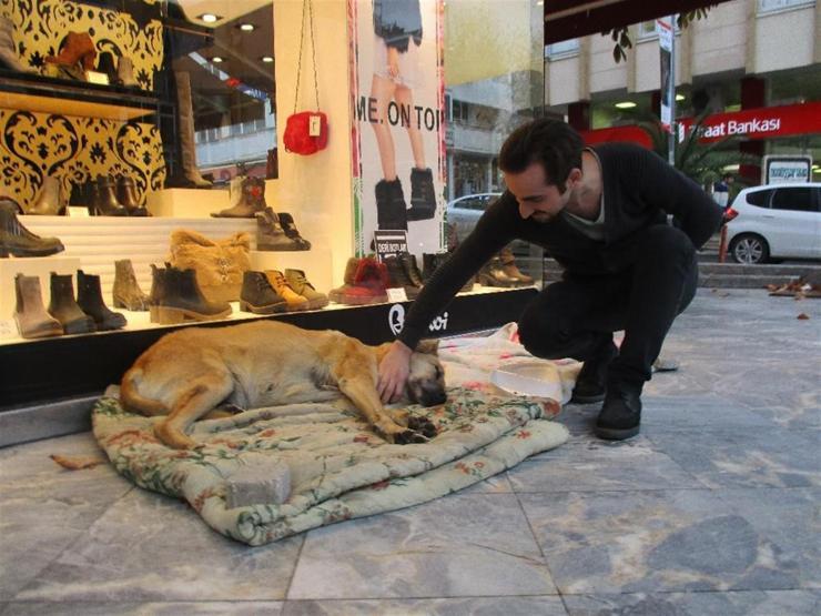 Sokak köpeği Sarıkıza böyle sahip çıktılar