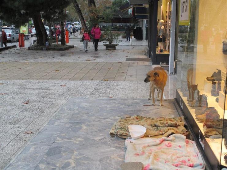 Sokak köpeği Sarıkıza böyle sahip çıktılar