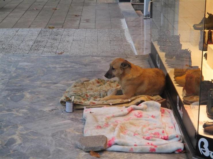 Sokak köpeği Sarıkıza böyle sahip çıktılar