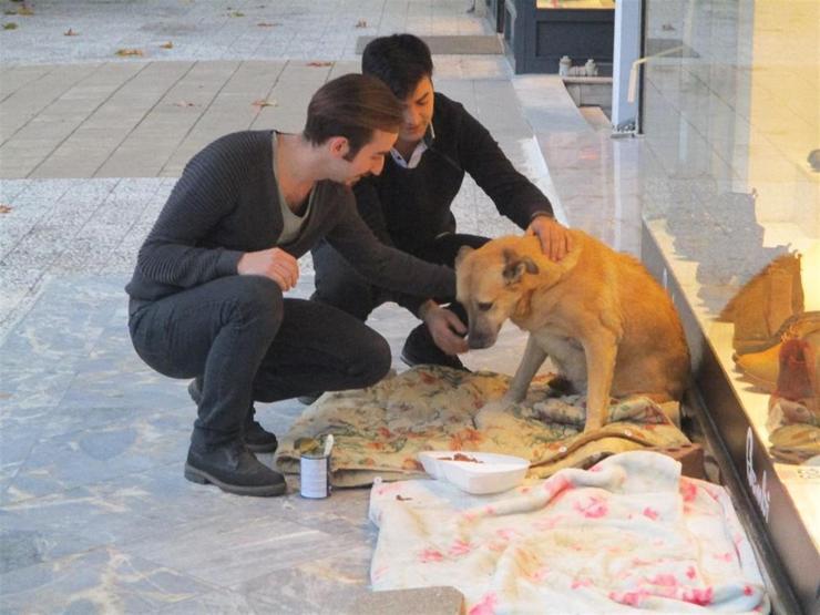 Sokak köpeği Sarıkıza böyle sahip çıktılar