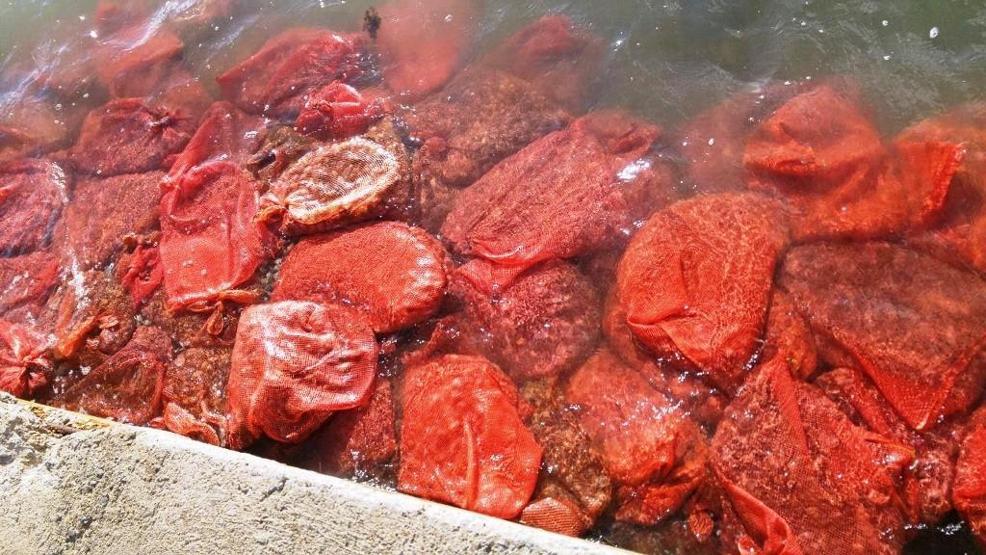 Kaçak avlanan midyeler doğaya bırakıldı