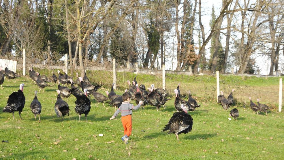 Yılbaşı öncesi Kandıra hindisine yoğun talep