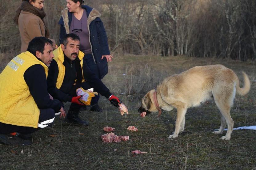 Haber alınamayan ailenin köpekleri barınakta
