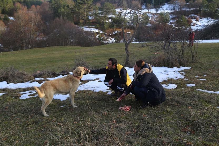 Haber alınamayan ailenin köpekleri barınakta