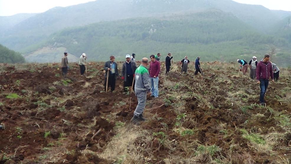 Ormandan yıllık 600 bin euro gelir elde edilecek