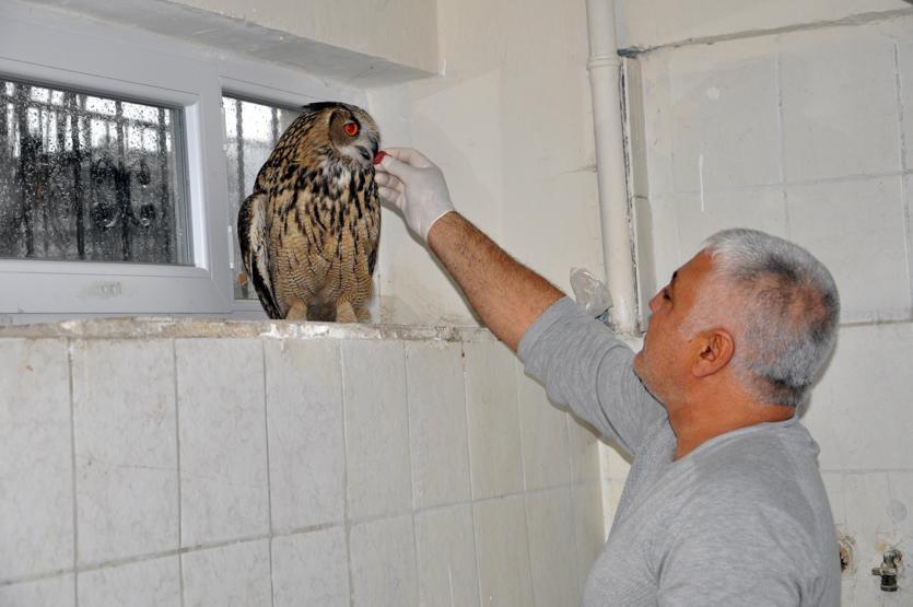 Nadir görülen yaralı Puhu kuşu tedavi altına alındı