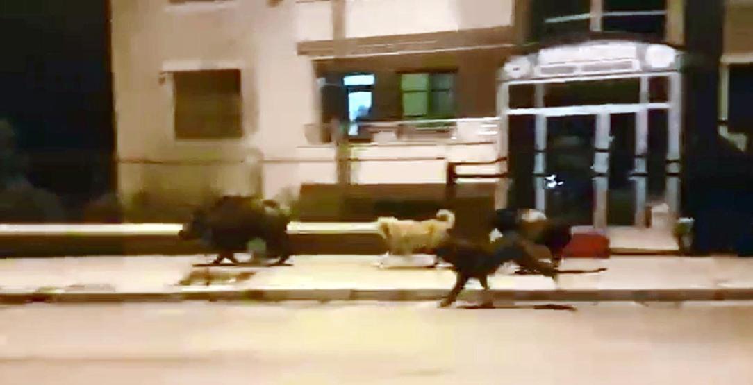 Domuzlar kente indi, köpekler kovaladı