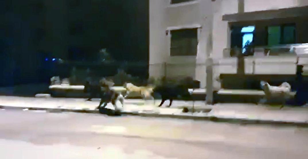 Domuzlar kente indi, köpekler kovaladı