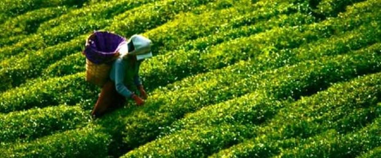 Çay-Kur’un Almanya fiyatı sosyal medyayı salladı