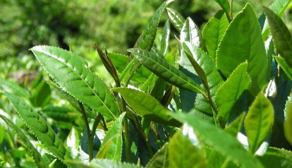 Çay-Kur’un Almanya fiyatı sosyal medyayı salladı
