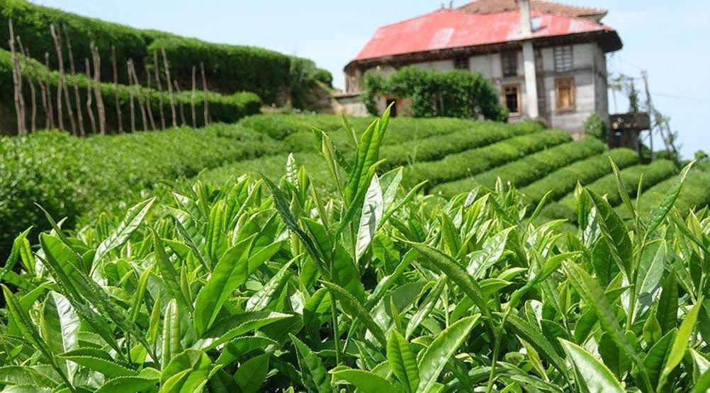 Çay-Kur’un Almanya fiyatı sosyal medyayı salladı
