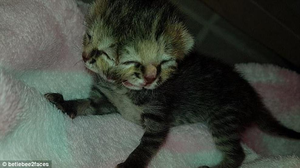 İki kafa ve üç gözle dünyaya geldi