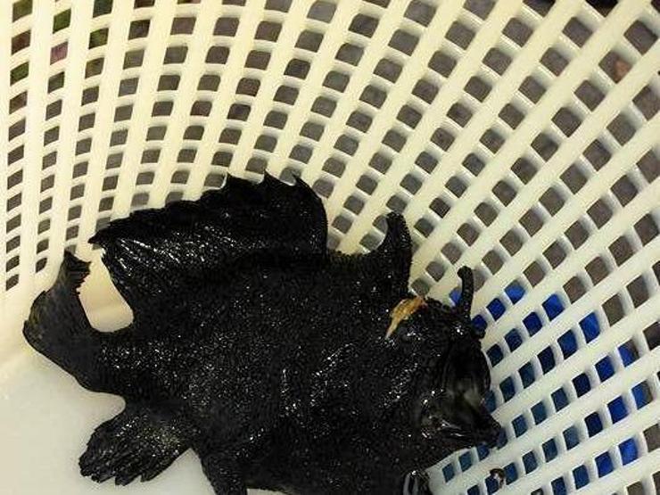 Üç ‘bacaklı’ balık yakaladılar